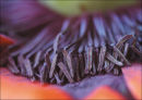 Poppy 1